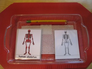 Parts of a Human Skeleton Booklet.  You can find these at www.montessoriprintshop.com and I beleive Montessori Services sells it too. 