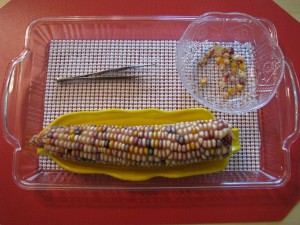 Tweezing Corn Kernels 