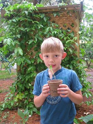 Science area lesson - growing plant from seed