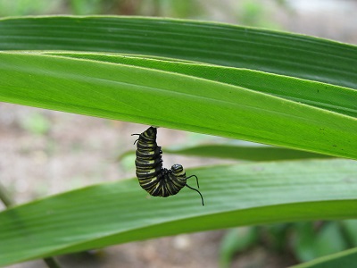 Caterpillar J - ready for cocoon